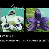 Phal. Lioulin Blue Peacock x LL Blue Leopard (3515)