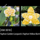 Phal. Yaphon Golden Leopard x Yaphon Yellow Bomb