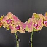 Phal. Fangmei Pretty Golden 'FM316'