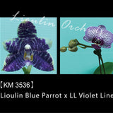 Phal. Lioulin Blue Parrot x LL Violet Line