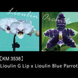 Phal. Lioulin G Lip x Lioulin Blue Parrot