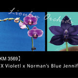 Phal. CX Violetl x Norman's Blue Jennifer
