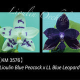 Phal. Lioulin Blue Peacock x LL Blue Leopard (3576)
