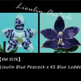 Phal. Lioulin Blue Peacock x KS Blue Ludde