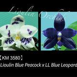 Phal. Lioulin Blue Peacock x LL Blue Leopard (3580)