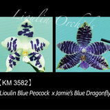 Phal. Lioulin Blue Peacock x Jamie's Blue Dragonfly