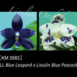 Phal. LL Blue Leopard x Lioulin Blue Peacock (3583)