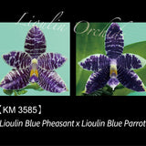 Phal. Lioulin Blue Pheasant x Lioulin Blue Parrot