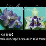Phal. Miki Blue Angel C1 x Lioulin Blue Parrot