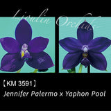 Phal. Jennifer Palermo x Yaphon Pool