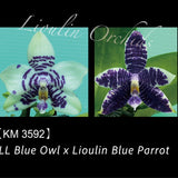 Phal. LL Blue Owl x Lioulin Blue Parrot