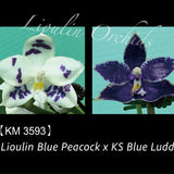 Phal. Lioulin Blue Peacock x KS Blue Ludde