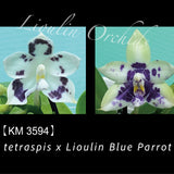 Phal. tetraspis x Lioulin Blue Parrot