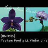 Phal. Yaphon Pool x LL Violet Line