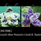 Phal. Lioulin Blue Peacock x Scott B. Taylor