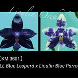 Phal. LL Blue Leopard x Lioulin Blue Parrot