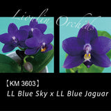 Phal. LL Blue Sky x LL Blue Jaguar