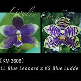 Phal. LL Blue Leopard x KS Blue Ludde