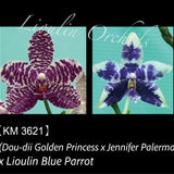 Phal. (Dou-dii Golden Princess x Jennifer Palermo) x Lioulin Blue Parrot