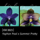 Phal. Yaphon Pool x Summer Pretty