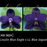 Phal. Lioulin Blue Eagle x LL Blue Jaguar