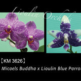 Phal. Micaels Buddha x Lioulin Blue Parrot