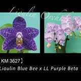 Phal. Liouin Blue Bee x LL Purple Beta