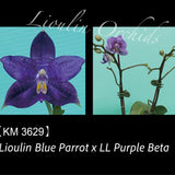 Phal. Lioulin Blue Parrot x LL Purple Beta