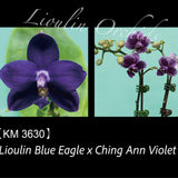 Phal. Lioulin Blue Eagle x Ching Ann Violet