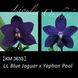 Phal. LL Blue Jaguar x Yaphon Pool