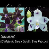 Phal. KS Metallic Blue x Lioulin Blue Peacock