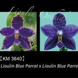 Phal. Lioulin Blue Parrot x sib