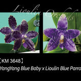 Phal. YangYang Blue Baby x Lioulin Blue Parrot