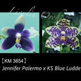 Phal. Jennifer Palermo x KS Blue Ludde