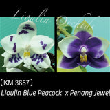 Phal. Lioulin Blue Peacock x Penang Jewel (3657)
