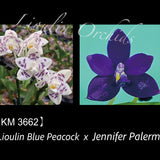 Phal. Lioulin Blue Peacock x Jennifer Palermo