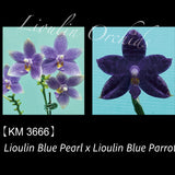 Phal. Lioulin Blue Pearl x Lioulin Blue Parrot