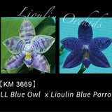 Phal. LL Blue Owl x Lioulin Blue Parrot