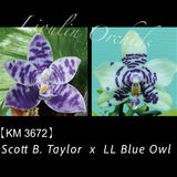 Phal. Scott B. Taylor x LL Blue Owl