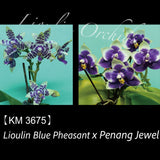 Phal. Lioulin Blue Pheasant x Penang Jewel