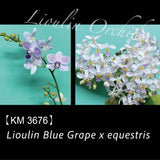 Phal. Lioulin Blue Grape x equestris