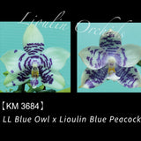 Phal. LL Blue Owl x Lioulin Blue Peacock