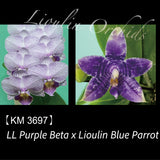 Phal. LL Purple Beta x Lioulin Blue Parrot