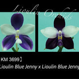 Phal. Lioulin Blue Jenny x sib