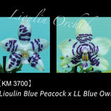 Phal. Lioulin Blue Peacock x LL Blue Owl