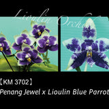Phal. Penang Jewel x Lioulin Blue Parrot