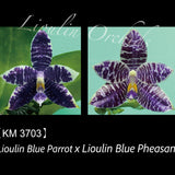 Phal. Lioulin Blue Parrot x Lioulin Blue Pheasant