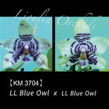 Phal. LL Blue Owl x sib