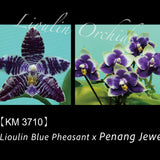 Phal. Lioulin Blue Pheasant x Penang Jewel