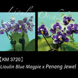 Phal. Lioulin Blue Magpie x Penang Jewel